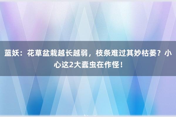 蓝妖：花草盆栽越长越弱，枝条难过其妙枯萎？小心这2大蠹虫在作怪！